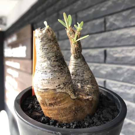 pachypodium gracilius《大きめS size》w-he'd株※現地球発根後店主国内管理3年株※weight低く丸みも強き良樹形株※mad black pot植え