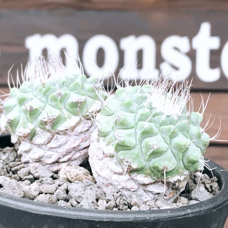 strombocactus 白棘菊水　w-he'd株《M size》激希少‼︎現地球発根後店主国内管理12年株※希少性&美しい樹形balanceな堪らない装い‼︎※mad black pot植え