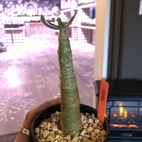 tylecodon    paniculatus   阿房宮《S size》