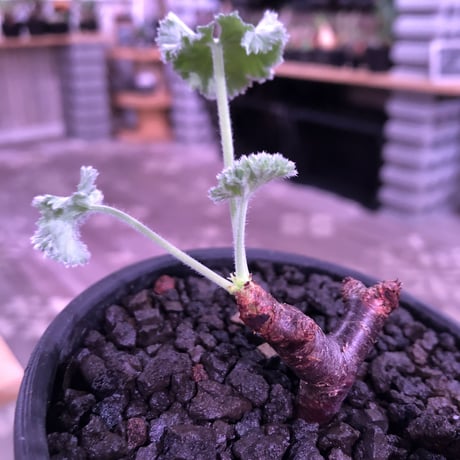 pelargonium  mirabile《S  size》追加第二弾‼︎　芽吹き済み株‼︎ ※限定２株  ※愛おしく堪らないと感じる冬型の人気者‼︎　※mad black bowl pot植え‼︎