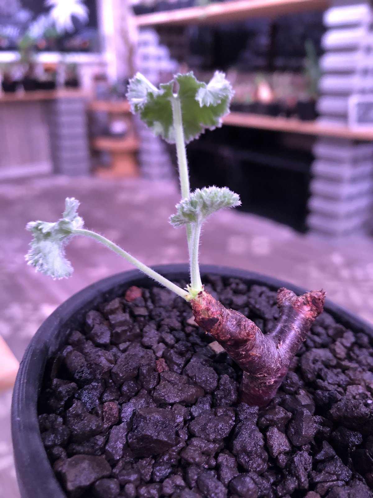 pelargonium mirabile《S size》追加第二弾‼︎ 芽吹き済み株‼︎