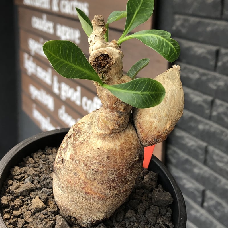 euphorbia subapoda《LL size》※現地球株発根済※中々見かけないほどbi