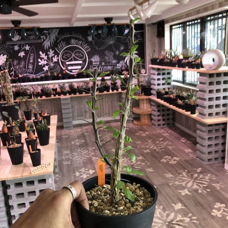 fouquieria  diguetii《M  size》