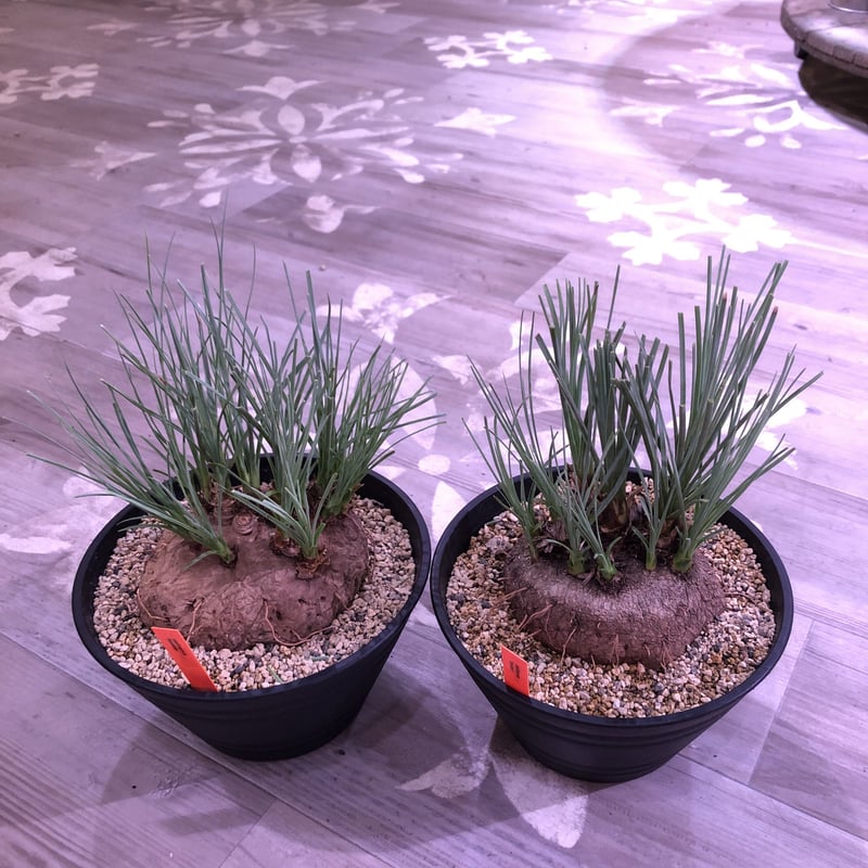 calibanus hookeri《L size》希少・極美株 | plants holi