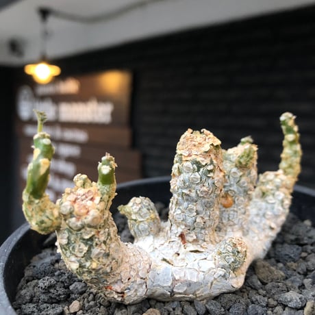 dorstenia  horwoodii《LL size》※現地球株発根済※古き良き味深い極白肌&低重心ぷっくり株元も堪らない渾身の一株‼︎※black bowl pot植え