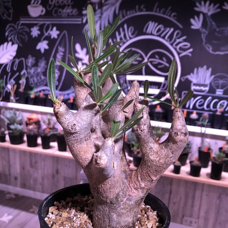 packypodium    inopinatum 《M size》発根済み株‼︎ 荒々しい肌質