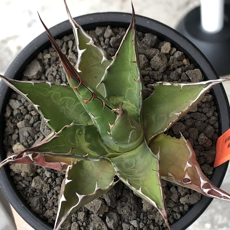 agave montana《M size》選抜株※現地球株発根済※纏まり締まり良き