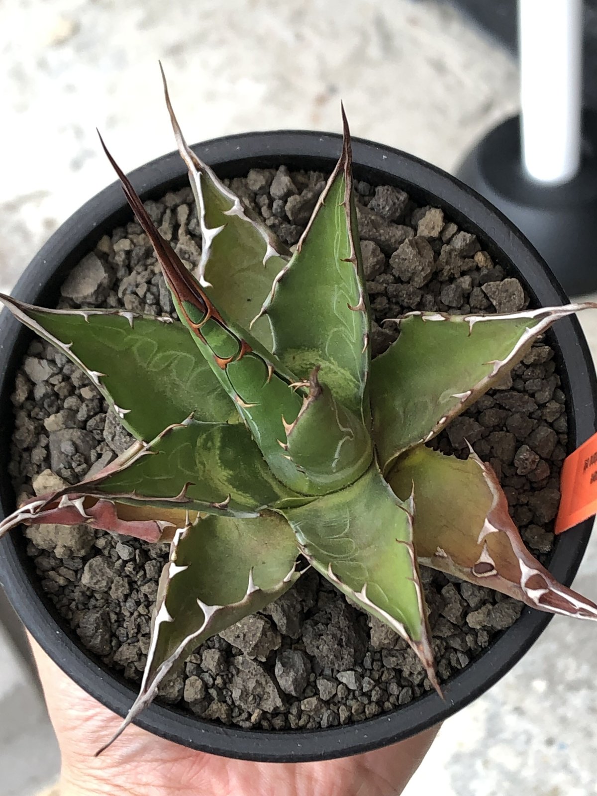 agave montana《M size》選抜株※現地球株発根済※纏まり締まり agave montana《M size》選抜株※現地球株発根済※纏まり締まり