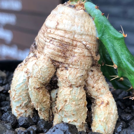 euphorbia micracantha《M size》※現地球株発根済※細く無数に生える長めの棘を持つどっしり構えの男前な一株※black bowl pot植え