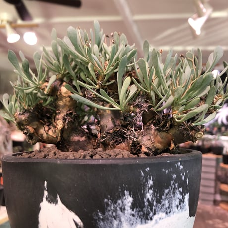 othonna   euphorbioides《L size》black肌※三分頭な最高balance株‼︎ウェイトが下にある堪らない樹形※mad black marble bowl pot植え