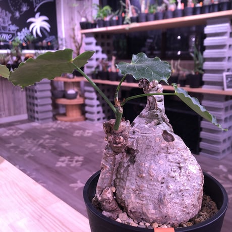adenia   plastic《大きめM size》※大変肌質と表皮が木質化したvintage株‼︎ ※mad black pot植え　※希少