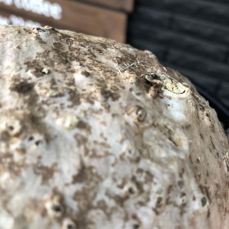 raphionacme procumbens《L size》激希少種大株※現地球発根済株※店主国内管理4年株※希少性激高bigぼってり樹形‼︎堪らないエグれを持つ唯一無二の存在感※浅鉢植え