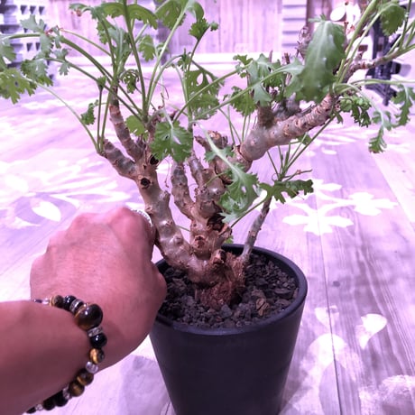 pelargonium   crithmifolium《L size》枝だけでなく、塊根部分も年々ボコボコと大きくなっていくのが楽しみな１株‼︎  ※mad black pot植え