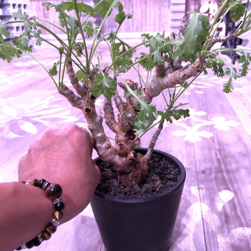 塊根植物・コーデックス Pelargonium crithmifolium Pelargonium crithmifolium