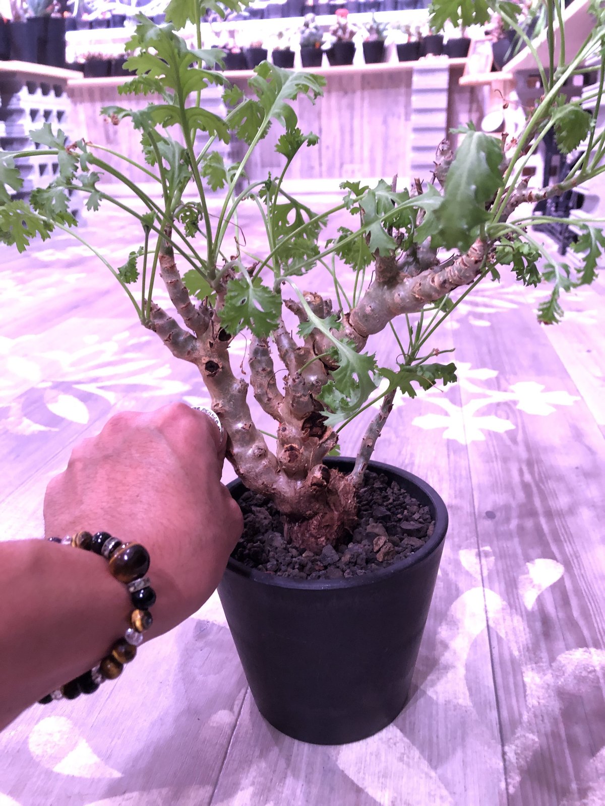 塊根植物・コーデックス Pelargonium crithmifolium Amazon｜【現品限り】ペラルゴニウム・クリズミフォリウム 現地