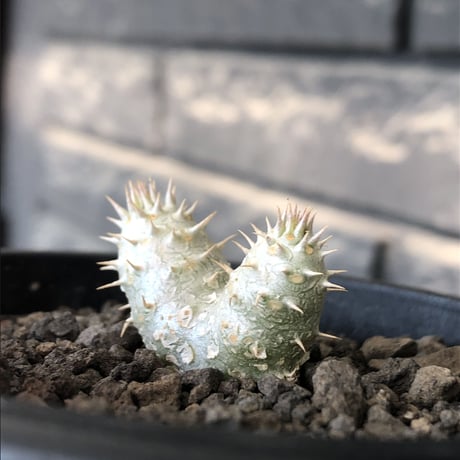 pachypodium inopinatum ｗ-he'd《S size》※littmon seed🌱※当店実生株ながら希少‼︎双頭株の美しくかわいい一株※mad black pot植え