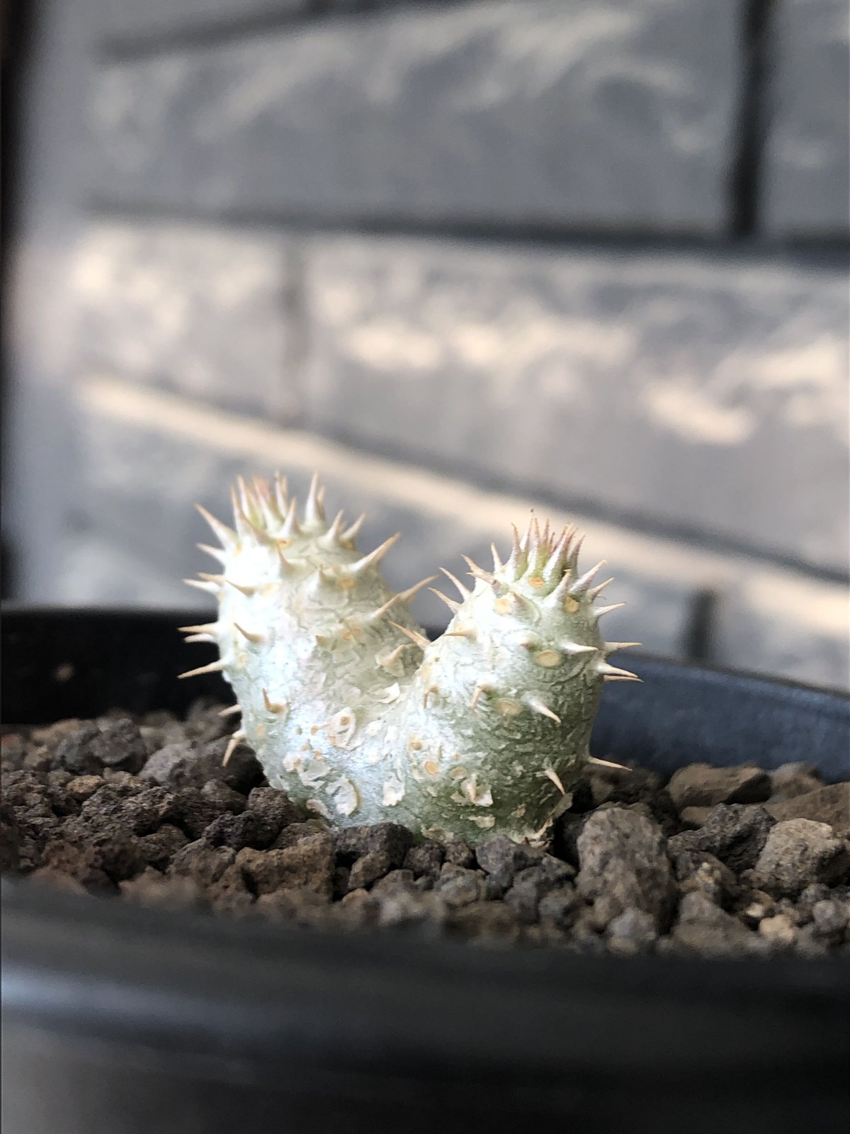 パキポディウムイノピナツム Pachypodium inopinatum パキポディウムイノピナツム | STORES