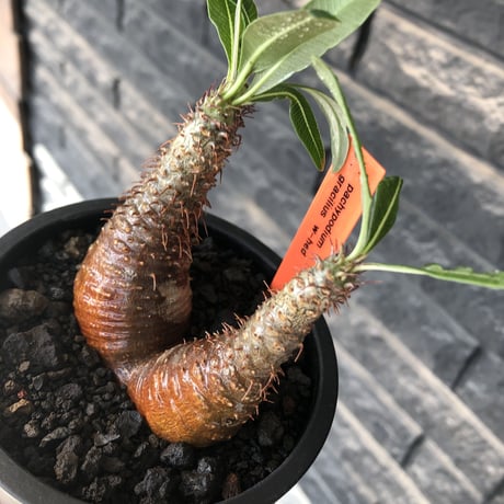 pachypodium gracilius《S size》赤肌&w-he'd株※現地球発根後店主国内管理2年株※まだまだ華奢ながらasymmetryな良樹形※mad black pot植え