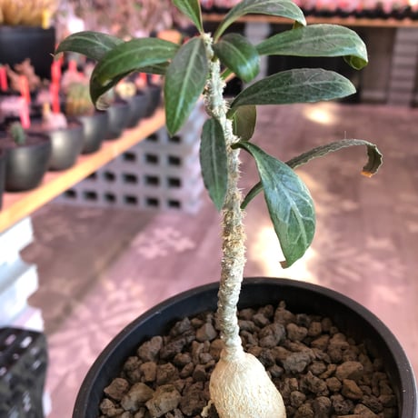 euphorbia waringiae《M size》※現地球株発根済※ぽっこりと丸みある塊根にギザギザ葉が相まって堪らなくかわいい一株※black bowl pot植え