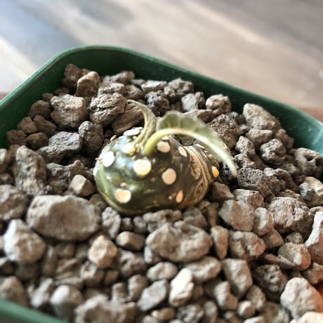 dorstenia 2種セット《 SP＋ foetida》