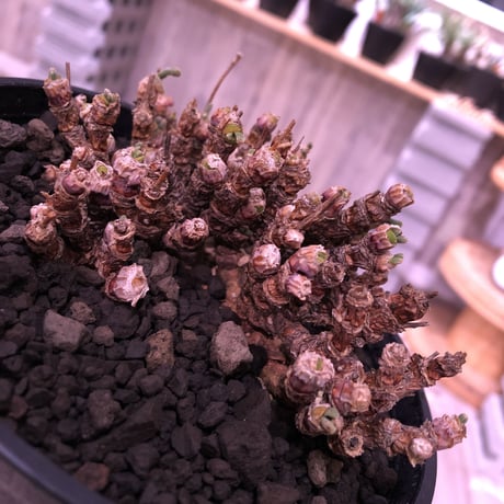 monilaria   pisiformis《M size》激希少群生株   ※冬型caudex‼︎　※浅鉢植え