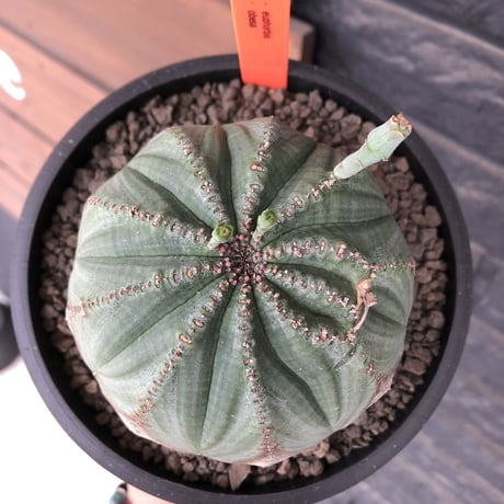 euphorbia  obesa《L size》木質化株※現地球発根後店主国内管理4年株※下部から味深く木質化した激球体bigオベサ※mad black bowl pot植え