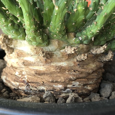 euphorbia gorgonis《L size》※現地球発根後店主国内管理3年株※人気🐙タコもの‼︎美多肉質葉&木質wild塊根の二面性が魅力※mad  black  pot植え