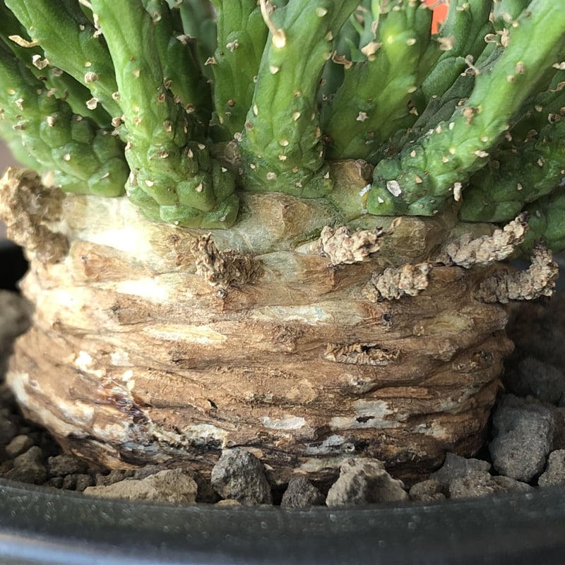 ユーフォルビア　ゴルゴニス　発根済み 初めてのユーフォルビア・ゴルゴニス発根管理① 植付け - YouTube