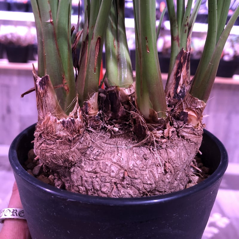 calibanus hookeri《M size》希少・極美株 ※地植え可能なフーケリー