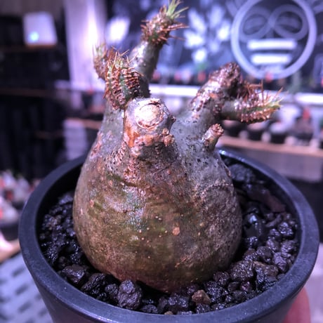pachypodium  gracilius《大きめS size》枝振り良きぼってり樹形※現地球発根済株※店主国内管理2年株※短捻くれ枝且つ枝数多く愛嬌高き一株※mad black pot植え