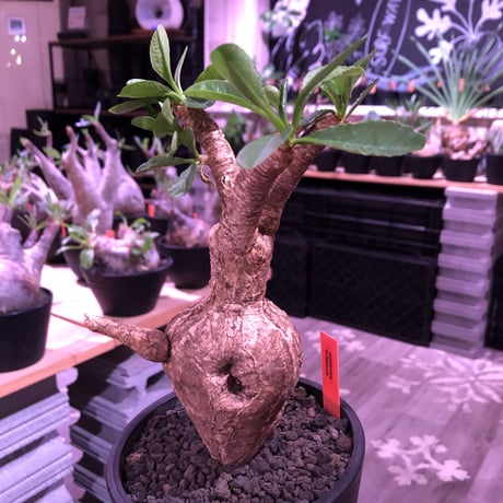 euphorbia   subapoda《大きめM size 》特化した肌質＆ぼってり樹形且つ、株元の四つ穴が堪らないスバポダ※mad black pot植え