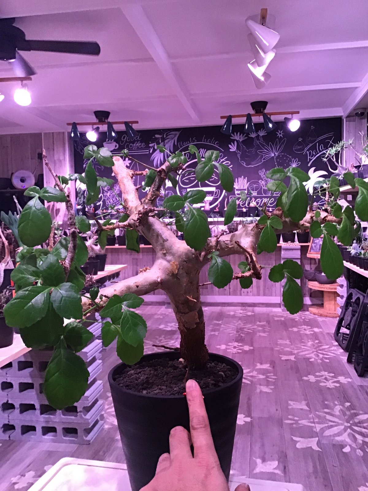 コミフォラ　現地球 現地球／発根済】コミフォラ エイル（大株・扁平）ODDROOTS管理株 現地