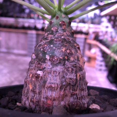 euphorbia   pachypodioides《M size  360度 ぼってり丸型》憎めないほどぼってりで愛くるしい1株‼︎　※mad black pot植え‼︎