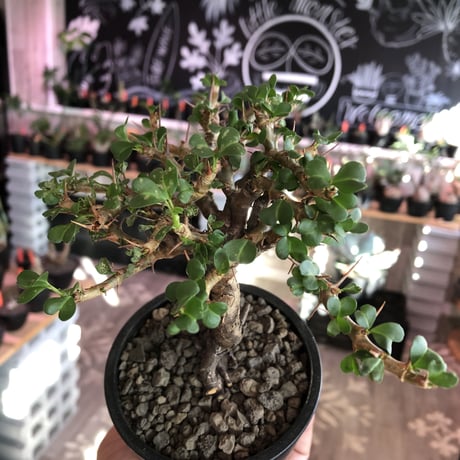 sarcocaulon  vanderietiae《L size》※現地球発根後店主国内管理3年株※希少夏型種‼︎balance良樹形＆味深い極太幹※mad  black  pot植え