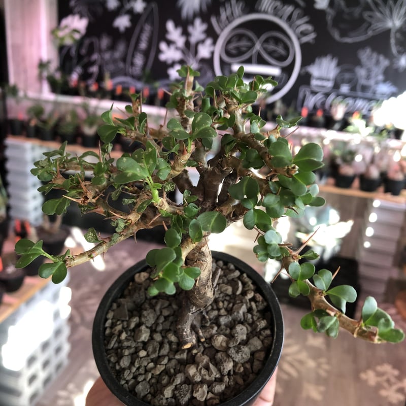 R325【最新到着】Sarcocaulon バンデリエティアエ（現地球・抜き