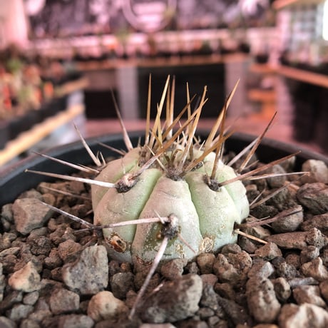 copiapoa   cinerea  長刺白棘黒王丸《小さめM size》激希少‼︎※現地球株カキ仔自根株‼︎※mad black bowl pot植え
