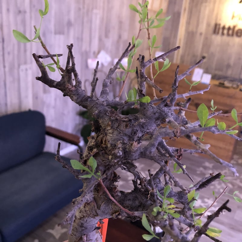 commiphora foliacea《L size》希少株‼︎ | plants holi
