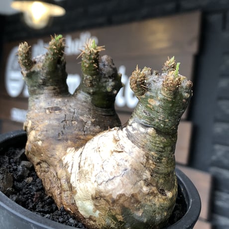 pachypodium gracilius《大きめS size》希少green肌&まん丸W-he'd株※現地球発根後店主国内管理3年株※愛くるしい球体&B面現地焼け※mad black pot植え