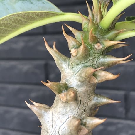 pachypodium  baronii《M size》※激希少‼︎現地球発根後店主国内管理3年株※現地らしい荒いstuds棘に肌質‼︎weight低め極太樹形※mad black pot植え