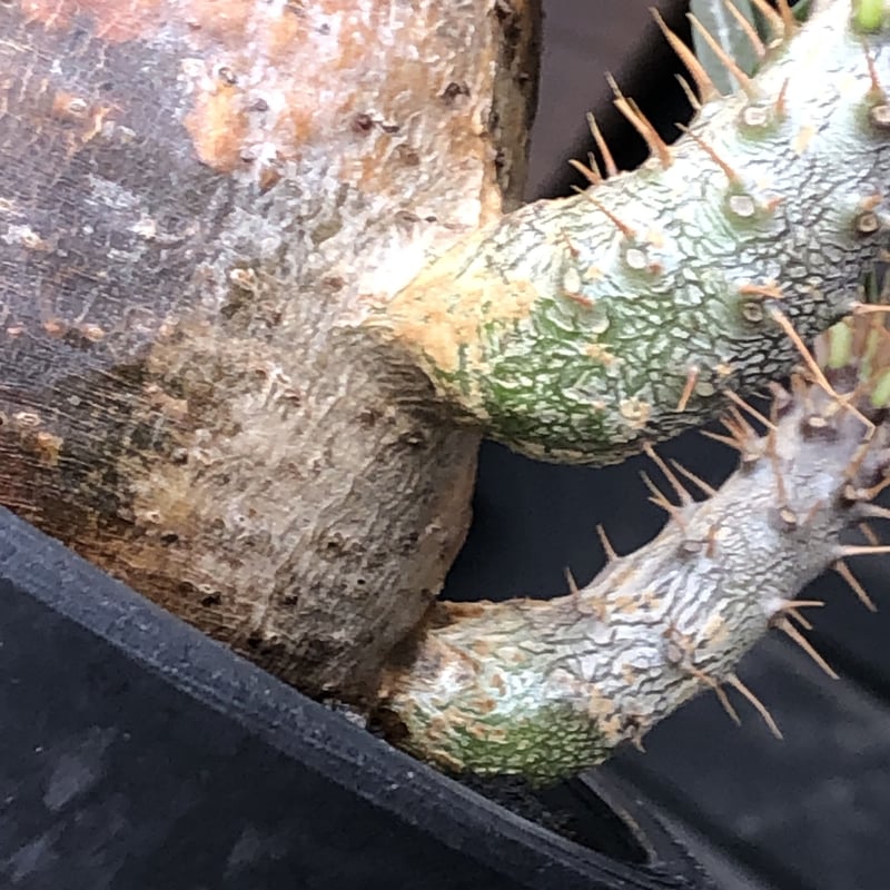 pachypodium gracilius《大きめM size》※現地球株発根済※成長点潰れ&