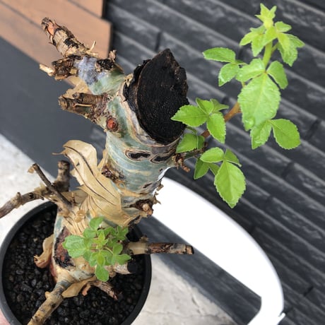 commiphora  holtziana《L size》※現地球発根後店主国内管理2年株※良き佇まいに味深表皮が堪らない※mad black bowl pot植え