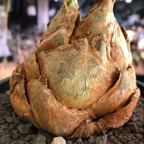 urginea epigea《L size》※現地球株発根済※丸み強くとびきり整ったぼってり樹形の大株‼︎開花時もゴージャスで魅力的なエピゲア※black bowl pot植え