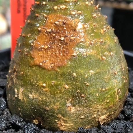 pachypodium gracilius《大きめS size》※現地球株発根済※チャームポイント的現地焼け＆極green肌を兼ね備えた良樹形株‼︎※black bowl pot植え