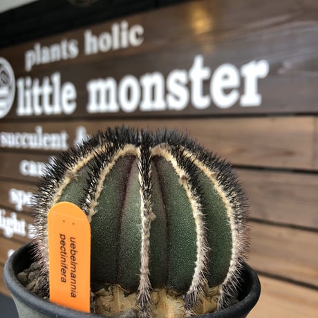 uebelmannia   pectinifera《極美大株》