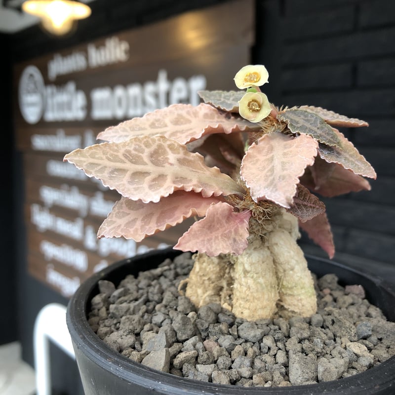 euphorbia francoisii var.crassiccaulis redreef《