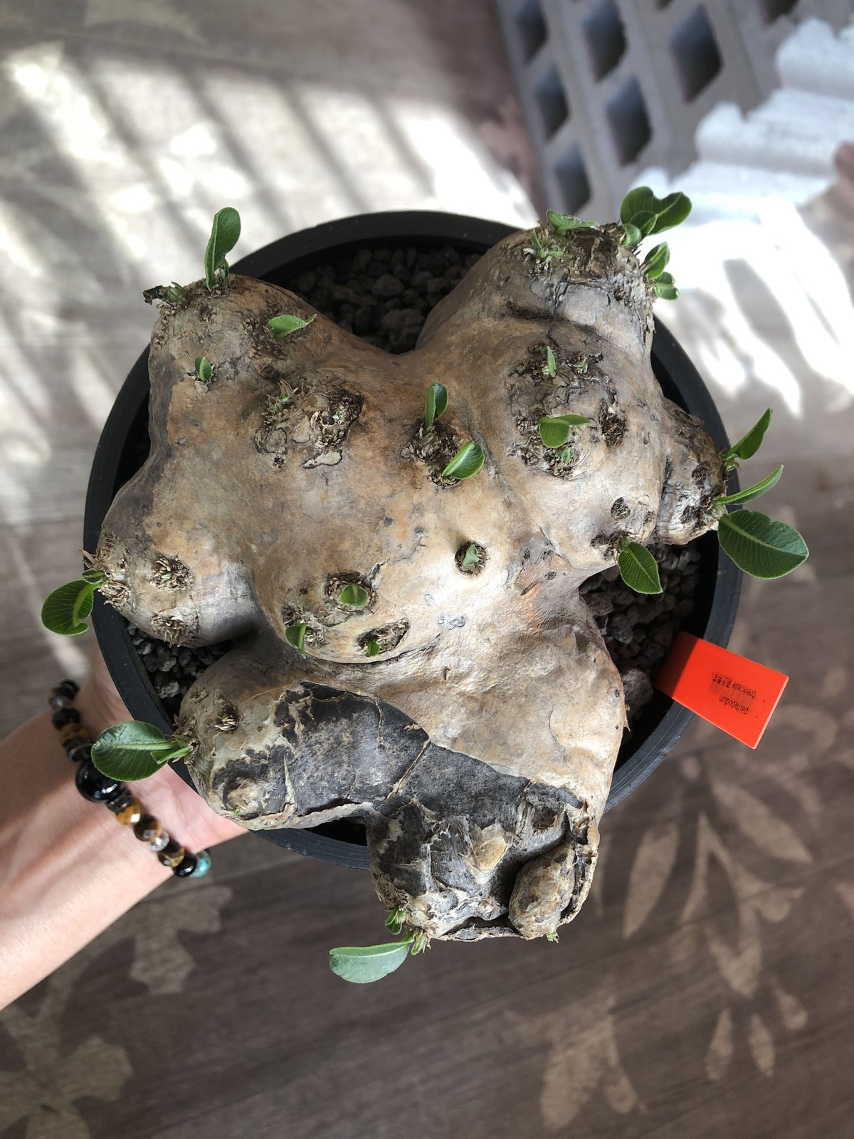 packypodium brevicaule恵比寿笑い《L size》※現地球発根済株※現地