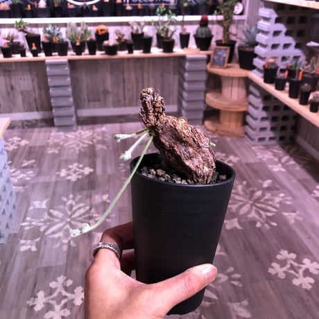 pelargonium  triste《M size》