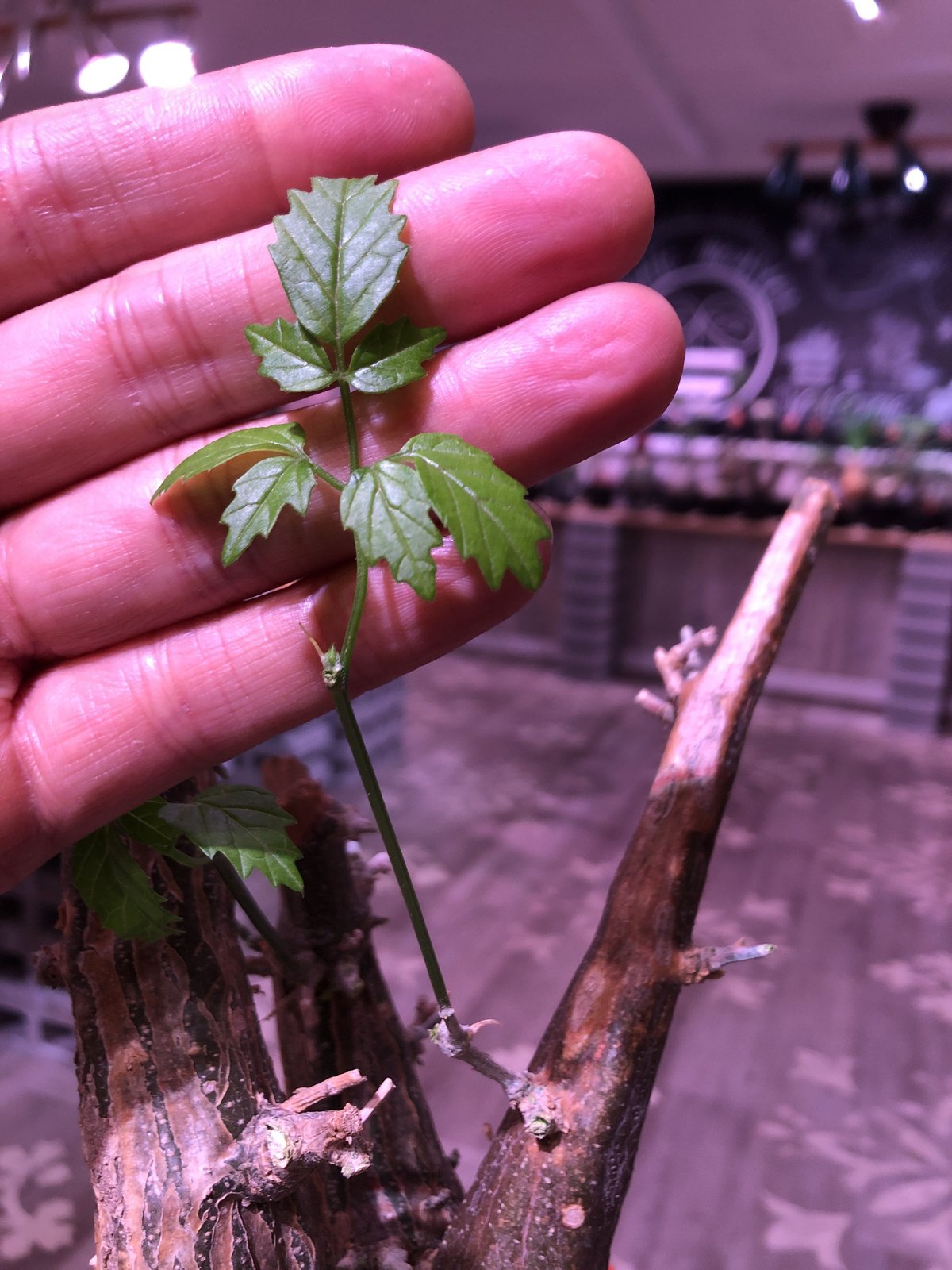 momordica rostrata《L L size》※株元も太く‼︎枝も木質化した樹形の