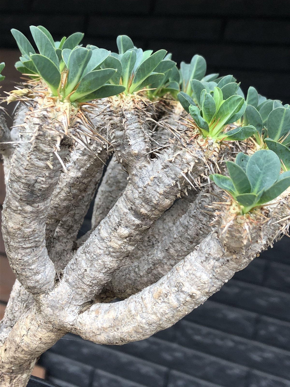 y*u様 ムランジーナ　現地球 fit=scale-down,w=1200