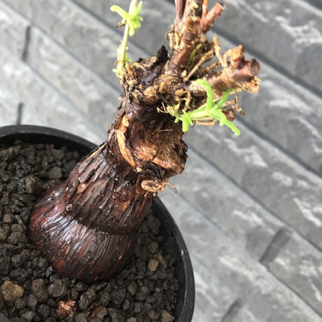 mestoklema tuberosum《M size》※現地球発根後店主国内管理4年株※compact且つ絶妙な纏まり良き良樹形‼︎冬季も動く唯一無二な希少灌木※mad black pot植え